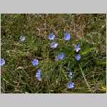 HPIM1479 - Ambiance Fleurs bleues.jpg